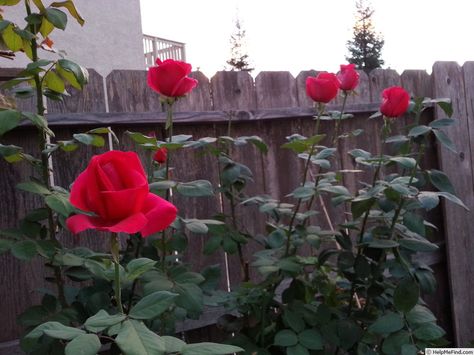 'Mister Lincoln' Rose Photo Mr Lincoln Rose, Texas Landscaping, Ivy Rose, Mini Gardens, Rose Photo, Rose Photos, Small Yard, Mini Garden, The Rose