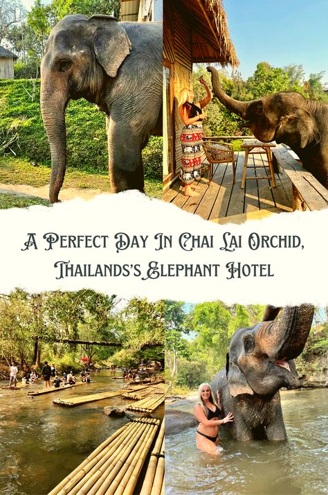 A four photo collage; An elephant. A girl on a balcony feeding the elephant. A river with bamboo rafts. A woman posing with an elephant in the water. Chai Lai Orchid, Chai Lai Orchid Thailand, Green Elephant Sanctuary Phuket, Phuket Elephant Sanctuary, Thailand Travel Elephants, Thailand Elephants, Riding Elephants In Thailand, Thailand Elephant Sanctuary, Thailand Hotel