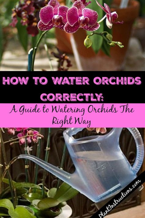 Watering Orchids How To Water Orchids Correctly, Orchid Watering, How To Water Orchids, Watering Orchids, Water Orchids, Orchid Propagation, Orchid Growing, Repotting Orchids, Orchids In Water