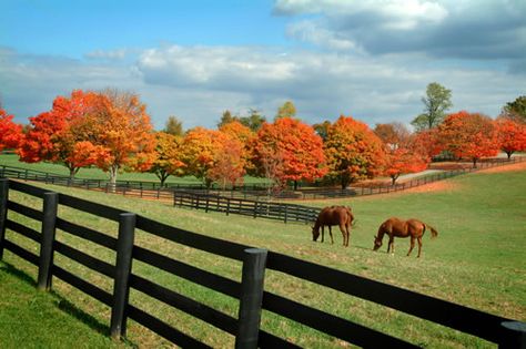 11 Reasons Why Lexington In Fall Is Heaven On Earth | The Odyssey Kentucky Horse Farms, Kentucky Girl, My Old Kentucky Home, Horse Barns, Horse Farms, Green Life, The Grass, Heaven On Earth, Fall Foliage