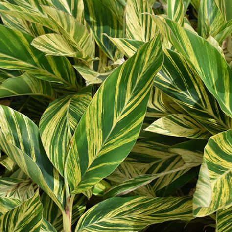 NP:Variegated Shell Ginger Texas Native Plants, Ginger Plant, Ginger Flower, Outdoor Pots, Fountains Outdoor, Herbaceous Perennials, Low Maintenance Plants, Tropical Landscaping, Outdoor Settings