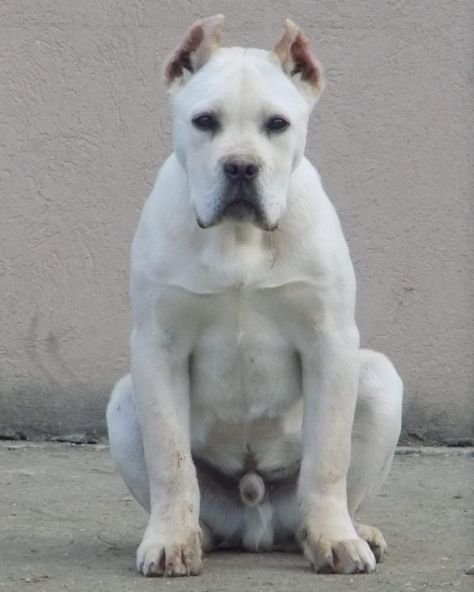 Very rare white cane corso dog in Maxima lux kennel,Europe. #canecorso,#italianmastiff,#raredog,#whitecanecorso,#dog White Cane Corso, Dog Fursona, King Corso Dog, Italian Mastiff Puppies, Cane Corso Kennel, Cane Corso Italian Mastiff, Cane Corsos, White Cane, Italian Mastiff