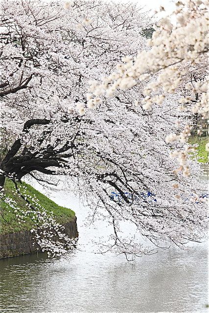 Cherry Blossoms - Japan Foto Art, Flowering Trees, Beautiful Tree, Pretty Places, Japanese Garden, Amazing Nature, Nature Beauty, Pretty Pictures, Beautiful World