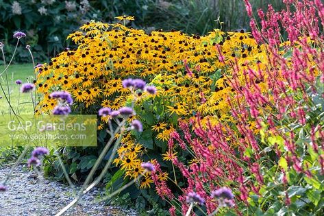 Persicaria amplexucaulis 'Firedance' and Rudbeckia 'Goldsturm' Rudbeckia Goldsturm, Plant Photography, Garden Layout, Back Garden, Geraniums, Garden Plants, Garden Design, Gap, Lavender