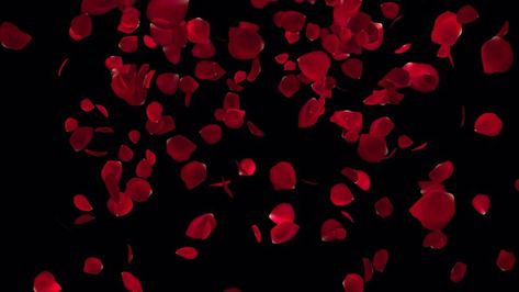 Falling Rose petals in 4k ultra HD, Rose Petals for valentine and wedding background Rose Falling, Rose Petals Falling, White Rose Petals, Petals Falling, Hd Rose, Falling Petals, Red Rose Petals, Wedding People, Wedding Background