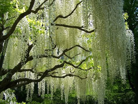 Longwood Gardens Wisteria Tree, White Wisteria, Pretty Trees, Longwood Gardens, Weeping Willow, Love Garden, Beautiful Tree, Wisteria, Dream Garden