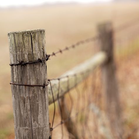 Fence Post Wire Wood, #Post, #Wire, #Wood, #Fence Old Wood Fence, Fence Photography, Crows Artwork, Old Fences, Fall Images, Fence Posts, Wood Post, Portfolio Template, Fashion Portfolio