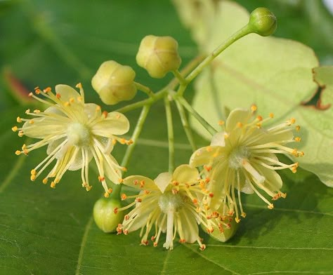 linden-tree blossom: bees love it!