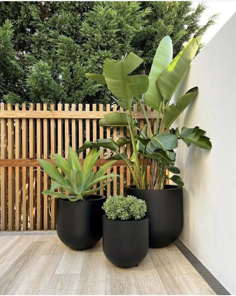 Plant Patio Decor, Plants For Entrance House, Big Outdoor Plants, Outdoor Plants In Pots Patio, Modern Outdoor Plants In Pots, Front Yard Pots & Planters, Exterior Potted Plants, Plants For Big Pots Outside, 3 Pot Planter Ideas