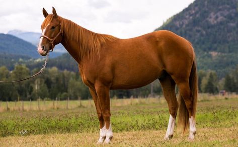 Appendix Quarter Horse, Working Cow Horse, American Quarter Horse Association, Mare Horse, Horse Reference, Majestic Horses, Rodeo Events, Horse Facts, American Paint