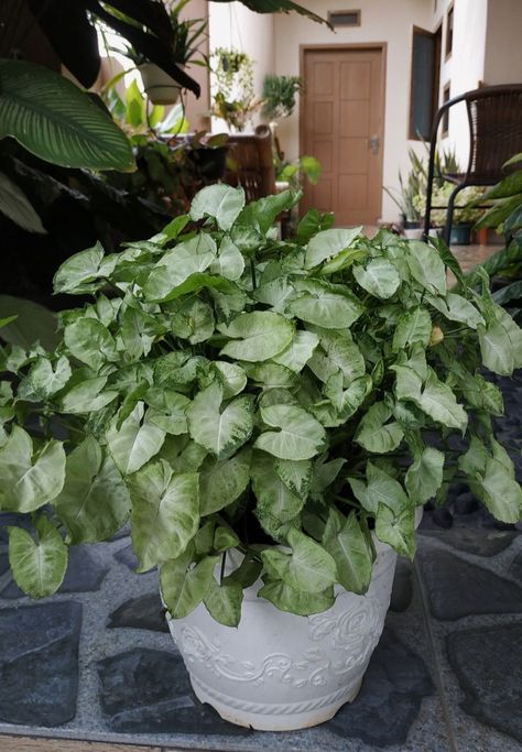 (Synogonium Podophyllum)aka Arrowhead Plant Backyard Diy Ideas, Easy Outdoor Projects, Houseplant Decor, Houseplants Decor, Indoor Plants Styling, Arrowhead Plant, Houseplant Care, Leafy Plants, Garden Decor Projects