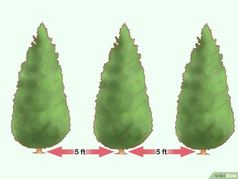 How to Plant Leyland Cypress (with Pictures) - wikiHow Leland Cypress Landscaping, Backyard Privacy Trees, Privacy In Backyard, Leland Cypress Trees, Evergreens For Privacy, Privacy Trees Fast Growing, Leyland Cypress Hedge, Pnw Landscaping, Leland Cypress