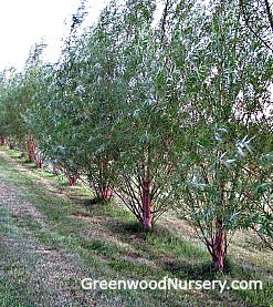 Hybrid Willow Trees Willow Hybrid Tree, Dappled Willow Tree, Willow Trees Garden, Fast Growing Shade Trees, Conifers Garden, Willow Trees, Privacy Trees, Dappled Willow, Fast Growing Trees