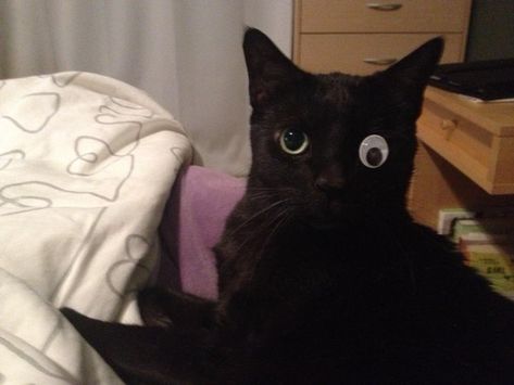 The one-eyed cat with the hilarious owners. | 24 Cats Who Realize They've Made A Huge Mistake One Eyed Cat, Cat Shaming, A Black Cat, Funny Animal Pictures, Crazy Cat Lady, Crazy Cats, Cat Pics, Cool Cats, Type 1