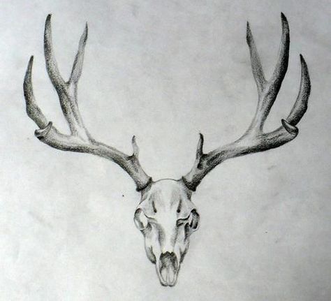 10+ Deer Skull Tattoo Designs On Chest | PetPress Deer Skull Tattoo, Tattoo Crane, Antler Tattoos, Deer Head Tattoo, Elk Tattoo, Antler Tattoo, Deer Skull Tattoos, Deer Tattoo Designs, Stag Tattoo