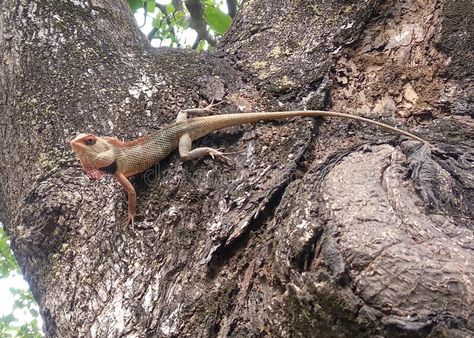 Oriental garden lizard, Indian Chameleon. Photo about monitor, agama, indian, species, lizard, bronchocela, chameleons, chameleon, oriental, agamid, mystaceus, lizards - 219703956 Garden Lizard, Monitor Lizard, Chameleons, Lizards, South Asia, South Asian, Sri Lanka, Photo Image, Stock Photos