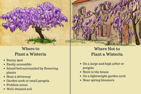 Wisteria Pergola, Wisteria Garden, Wisteria Plant, Wisteria Tree, Pergola Design, Have Inspiration, Beautiful Flowers Garden, Pretty Plants, Lawn And Garden