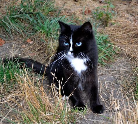 Black Cats Blue Eyes, Black Cat With Blue Eyes, Russian Topaz Cat, Cats Russian Blue, Black Cat With Two Colored Eyes, Black And White Cat With Blue Eyes, Russian Blue Cat Photography, Black Russian, Cat With Blue Eyes