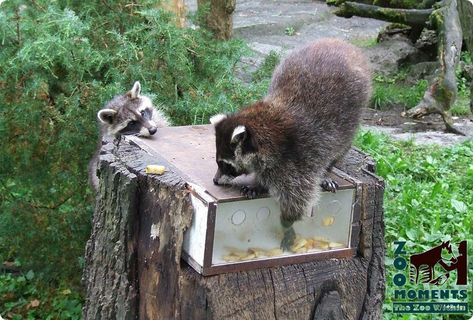 Raccoon Enrichment, Raccoon Enclosure, Zoo Enrichment, Coon Hunting, Enrichment Projects, Animal Enrichment, Wildlife Rehabilitation, Pet Raccoon, Zoo Ideas