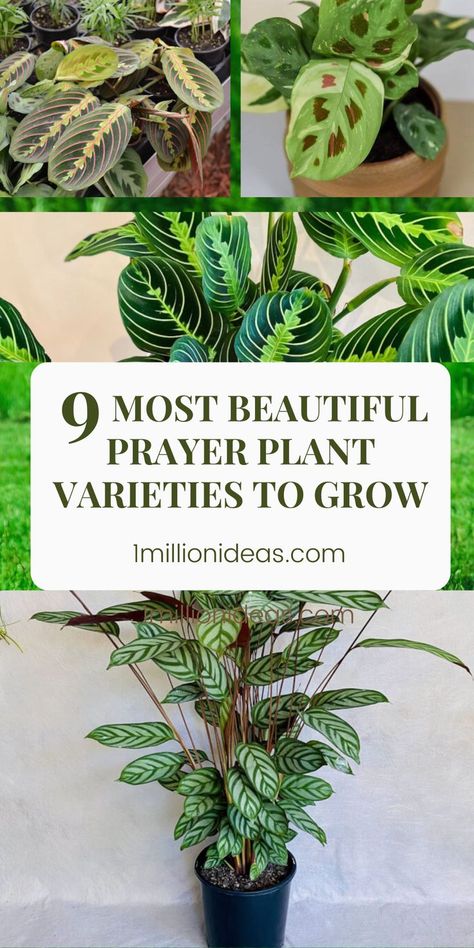 If you are finding houseplants that have a unique beauty to your living space, you are landed the right place. Today, we’ve collected the 9 Most Beautiful Prayer Plant Varieties To Grow. Surely you will fall in love with them for some reason. And to know why you should choose and grow them, follow us to explore them! Types Of House Plants Indoor, Spiritual Plants For Home, Prayer Plant Tattoo, Common House Plants Pictures, Indoor Plants Spiritual Meaning, Praying Plant, How To Propagate Prayer Plant, Prayer Plants Houseplant, Maranta Plant