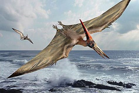 Curious about flying dinosaurs? Here are 10 fascinating Pterodactyl (Pteranodon or Pterodactylus) facts. Prehistoric World, Ancient Animals, Illustration Photo, Paleo Art, Extinct Animals, Jurassic Park World, Dinosaur Art, Dinosaur Fossils, Charles Darwin