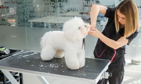 How To Groom A Bichon Frise At Home With 14 Simple Steps Grooming Business, Dog Conditioner, Dog Nail Clippers, Business Setup, Dog Grooming Business, Free Online Classes, Dog Cleaning, Detangler Spray, Dog Help