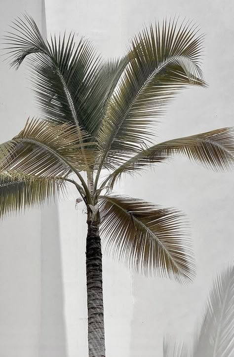 Aesthetic Themes, White Aesthetic, Green Aesthetic, Aesthetic Photo, Instagram Aesthetic, Wall Collage, Palm Tree, Instagram Feed, Palm Trees