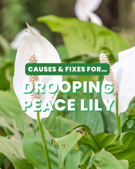 Is your Peace Lily looking a bit droopy? Don't worry, we've got you covered! Here are some common causes and fixes for a drooping Peace Lily. 💚🌿 Learn more about caring for indoor plants on our blog🌱✨ #IndoorGardening #PlantCareTips #PeaceLily #DroopingLeaves #HouseplantLove #IndoorPlants #GardenTips #PlantParenting #PlantLovers #UrbanJungle #Gardening #HousePlants #GrowYourOwn #GreenThumb Droopy Peace Lily, Peace Plant Care, Lilly Plants, Peace Lily Flower, Peace Lily Care, Peace Plant, Lily Plant Care, Peace Lillies, Peace Lily Plant