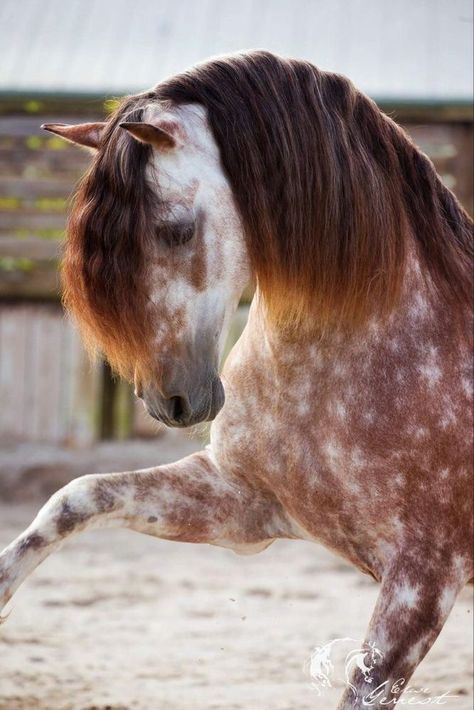 Horse Age, Unusual Horse, Beautiful Horses Photography, Cute Horse Pictures, Beautiful Horse Pictures, Most Beautiful Horses, Majestic Horse, All The Pretty Horses, Horse Crazy