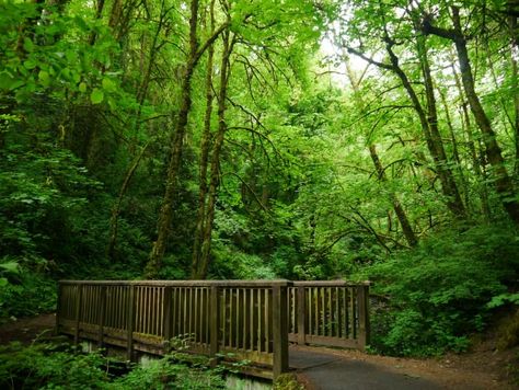 Forest Park Portland, Camping In Pennsylvania, Oregon Forest, Forest Scenery, Camp Style, Hiking Spots, Us Road Trip, Family Vacation Destinations, Oregon Travel