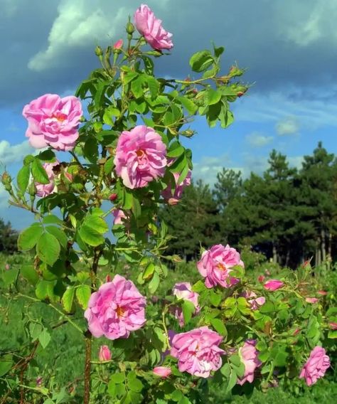 Rose Field, Rose Damascena, Rosa Damascena, Damask Rose, Bulgarian Rose, Fragrant Flowers, Outdoor Oasis, Rose Garden, Damask