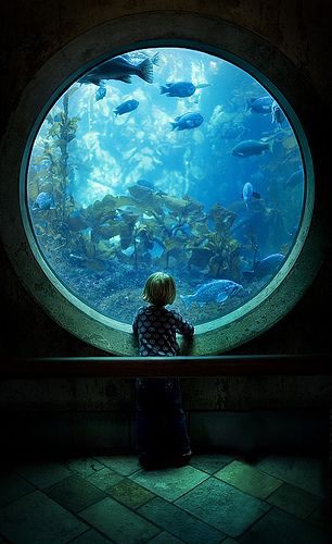 Through A Window, 3d Camera, Underwater City, Underwater Art, Tanked Aquariums, Illustration Inspiration, The Fish, Fantasy Landscape, Anime Scenery