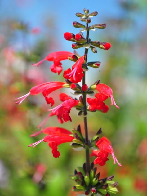 Scarlet Sage Plant, Meadow Plants, Grow Butterflies, Growing Sage, Texas Sage, Scarlet Sage, Deer Resistant Garden, Sage Herb, Growing Cut Flowers