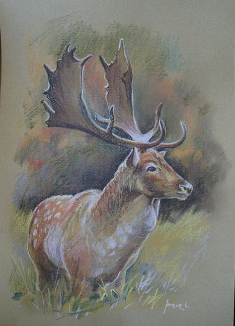 Fallow Deer Tattoo, Fallow Deer Drawing, Deer Paintings, Stag Art, Bald Eagle Art, Deer Artwork, Deer Drawing, Deer Illustration, Deer Tattoo