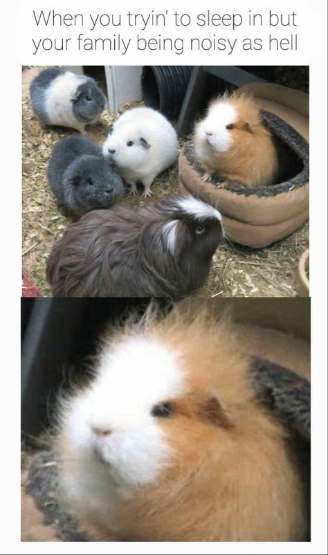 Pig Ring, Guinea Pigs Funny, Colorful Hairstyles, Baby Guinea Pigs, Pictures Of Animals, Pet Guinea Pigs, Guinea Pig Care, Cute Guinea Pigs, Guinea Pig Cage