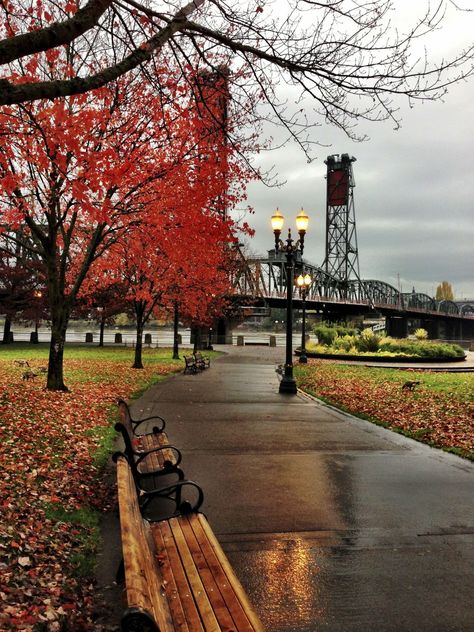 The Shimmering Shadow Oregon Aesthetic, Voodoo Donuts, Aesthetic Scenery, Beautiful Oregon, Maple Trees, Vancouver Washington, Traveling Tips, Downtown Portland, Oregon City