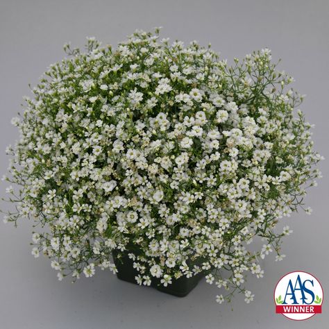 Gypsophila Gypsy White Improved - 2018 AAS Flower Winner - Semi-double blossoms on this new, improved variety of gypsophila will make your garden sparkle! #weddingflowers #growyourownwedding #gardenflowers America Selection, Types Of Herbs, Plant Varieties, Buy Plants Online, Online Flower Delivery, Dish Garden, Annual Flowers, Buy Plants, Bedding Plants