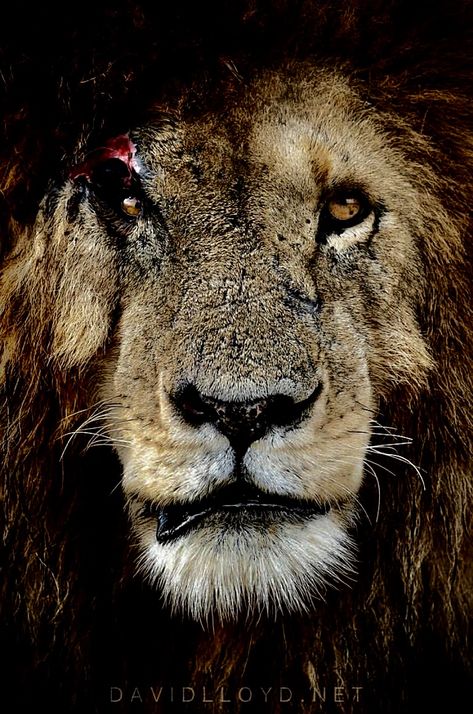 Grumpy Cats, Lion Heart, Lions Photos, Artistic Wallpaper, Battle Scars, King Of The Jungle, Masai Mara, River Rafting, Awesome Animals