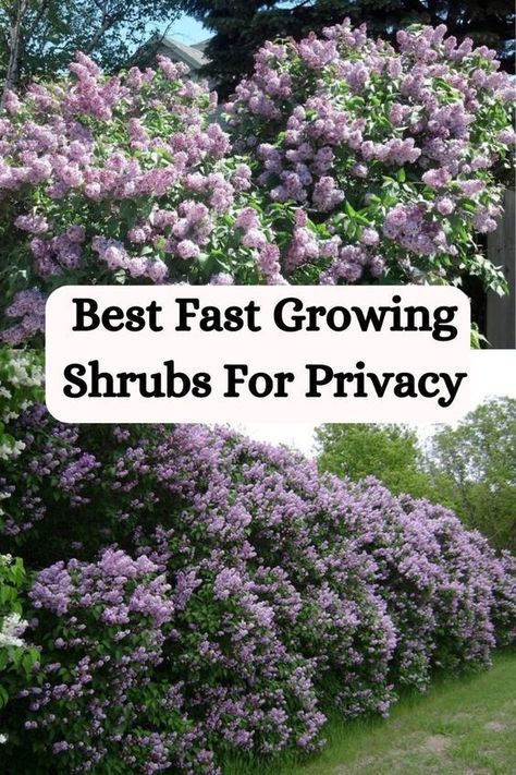 Looking for the best fast-growing shrubs for privacy? Explore our top picks and tips for planting and maintaining these shrubs to create a lush and secluded outdoor space. Front Yard Design Ideas, Garden Home Ideas, Shrubs For Landscaping, Fast Growing Shrubs, Yard Design Ideas, Shrubs For Privacy, Yard Landscape Ideas, Garden Front Yard, Privacy Plants