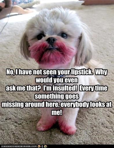 No, I have not seen your lipstick. Why would you even ask me that? I'm insulted! Every time something goes missing around here, everybody looks at me! - Cheezburger Akita Dog, Söt Katt, Funny Dog Memes, Funny Animal Quotes, Funny Dog Pictures, Memes Br, Funny Animal Jokes, Memes Humor, Funny Animal Memes