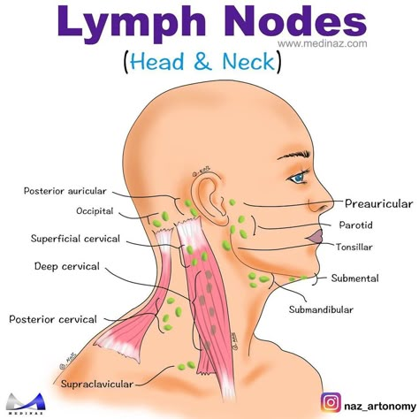 Lymph Nodes Location, Immune System Cells, Full Body Massage Techniques, Lymph Drainage Massage, Body Massage Techniques, Drainage Massage, Massage Therapy Techniques, Lymph System, Medical Mnemonics