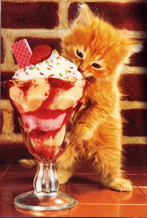 Kitten Ice Cream Coloring, Ice Cream Month, National Ice Cream Month, Cat Ice Cream, Ice Cream Coloring Pages, Cream Cat, Kitty Coloring, Eating Ice, Cat Info