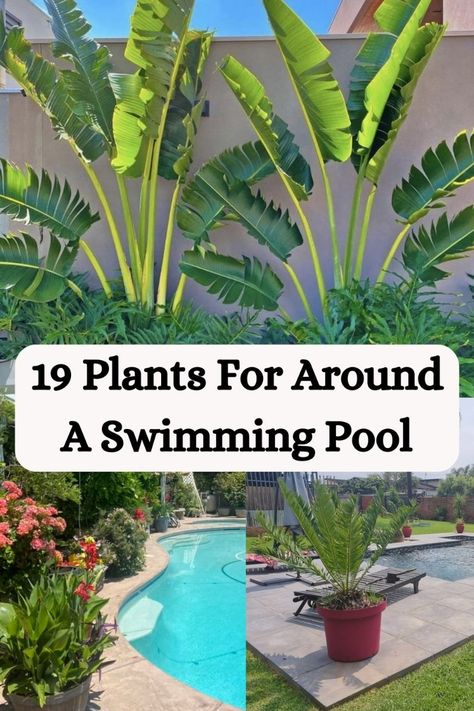 Enhance the beauty of your swimming pool area with the perfect selection of plants. Discover the best plants for around a swimming pool to create a lush and inviting oasis. Plants Around The Pool, Landscaping Around Pool, Swimming Pool Area, Lawn Alternatives, Fountain Grass, Creeping Jenny, Florida Gardening, Lily Plants, Best Plants