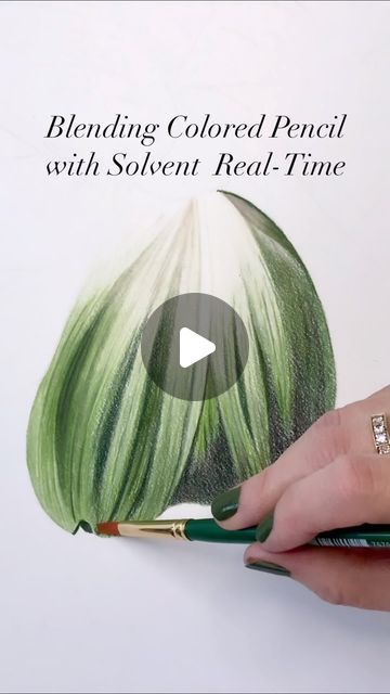 Jennifer Morrison on Instagram: "Blending Colored Pencil with Solvent For some of you this will be a really long boring video but if you want to watch my blending process in real-time, this video is for you! In this video, I am working on the first drawing for my 2023 Spring Collection, Tulips. This one is green and cream and it is glorious! Can’t wait to show you the finished drawing. It will take 20-30 hours and I should have it done by the end of next week. Happy to answer questions in the comments! . . #coloredpencil #coloring #coloredpencil_art #botanicalcoloredpencil #drawing #lyrarembrandt #tulipdrawing #colouring #coloredpencilpainting #artvideo #arttutorial #coloredpencilpainting #prismacolor #polychromos #luminance #derwentlightfast #holbeincoloredpencils #legionpaper #utrec Colored Pencil Drawing Techniques, Tulip Drawing, Blending Colored Pencils, My 2023, Colored Pencil Tutorial, First Drawing, How To Shade, Coloring Tips, Pencil Painting