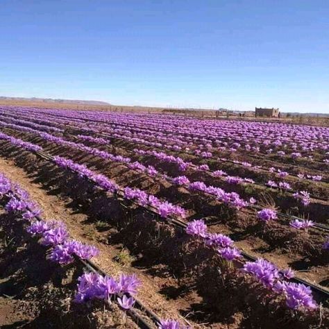 Planting Food, Growing Saffron, Bread Packaging, Chicken Garden, Farm Gardens, Permaculture, Cottage Garden, Garden Projects, Agriculture