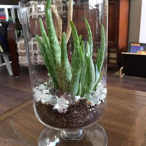 15 Indoor Plants in Glass Jar Ideas | Balcony Garden Web Plants In Glass Bowls, Glass Plants Ideas, Clear Glass Planter Ideas, Rooting Plants In Water Jars, Plants Glass Jar, Planting In Glass Containers, Plants In Glass Jars Water, Aloe Vera Planter Ideas, Indoor Plants In Glass Jars