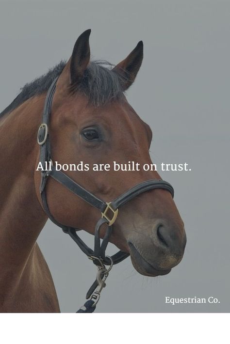 Equine Quotes, Equestrian Equipment, Inspirational Horse Quotes, Horse Riding Quotes, Equestrian Quotes, Riding Quotes, Horse Inspiration, Hunter Jumper, Horse Quotes