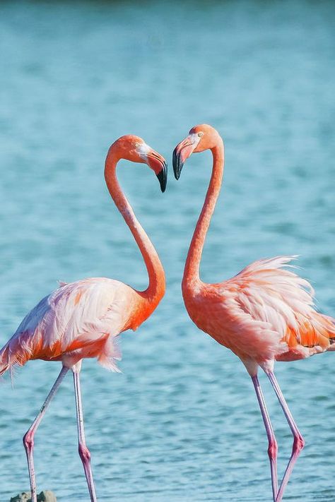 Flamingo Pictures, Flamingo Wallpaper, Flamingo Art, Flamingo Party, Pink Beach, Pink Bird, Flamingo Print, Trik Fotografi, Exotic Birds