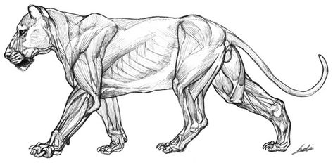 Lion anatomy by ~ononheli on deviantART Lion Anatomy, Feline Anatomy, Dog Anatomy, Animal Action, Cat Anatomy, Animal Skeletons, Scary Animals, Animal Anatomy, Animal Study