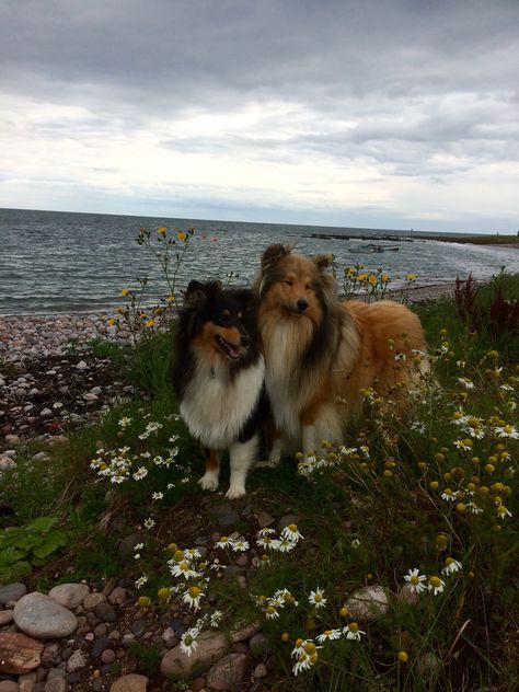 Our beautiful Rough Collies! Rough Collie Aesthetic, Collie Aesthetic, Rough Collie Puppy, Mini Collie, Rough Collies, Really Cute Puppies, Collie Puppies, Cute Dog Photos, Very Cute Dogs